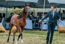 lead acceleration marketing services